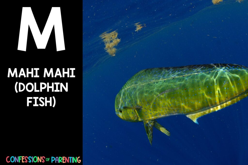 in post image with black background, bold white letter "M", name of an animal that start with M and an image of a mahi mahi