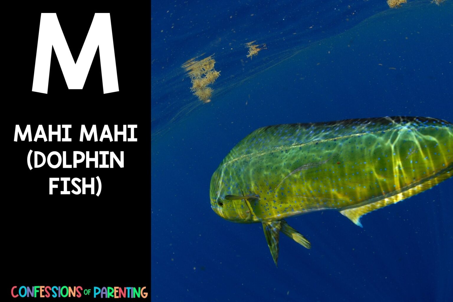 163 Marvelous Animals that Start with M