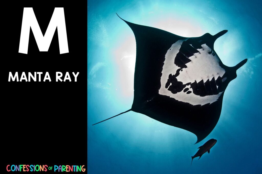 in post image with black background, bold white letter "M", name of an animal that start with M and an image of a manta ray