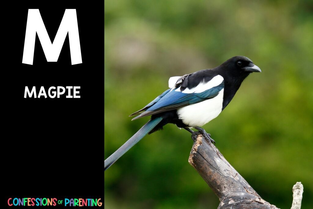 in post image with black background, bold white letter "M", name of an animal that start with M and an image of a magpie