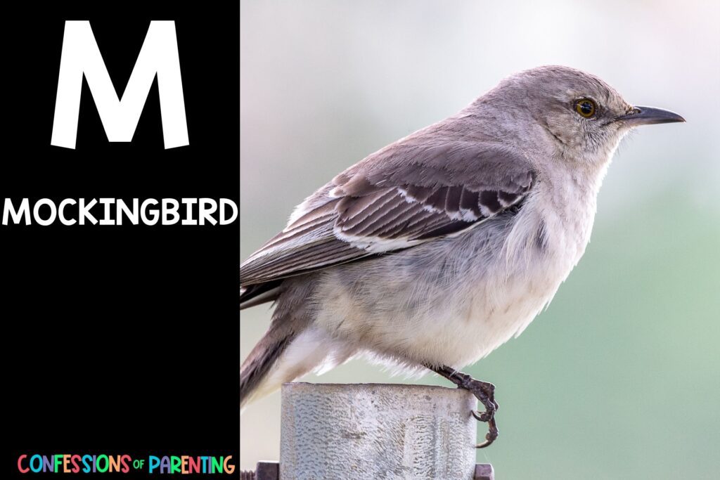 in post image with black background, bold white letter "M", name of an animal that start with M and an image of a mockingbird