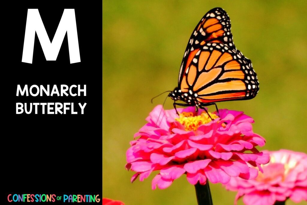 in post image with black background, bold white letter "M", name of an animal that start with M and an image of a monarch butterfly