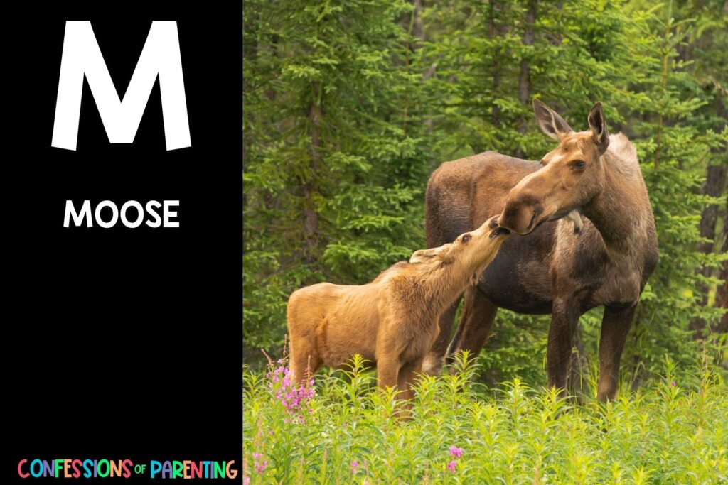 in post image with black background, bold white letter "M", name of an animal that start with M and an image of a moose