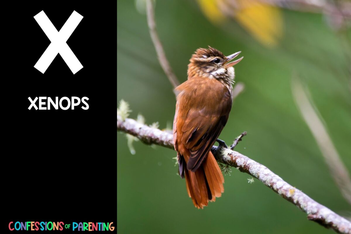 24 Xcellent Animals That Start With X