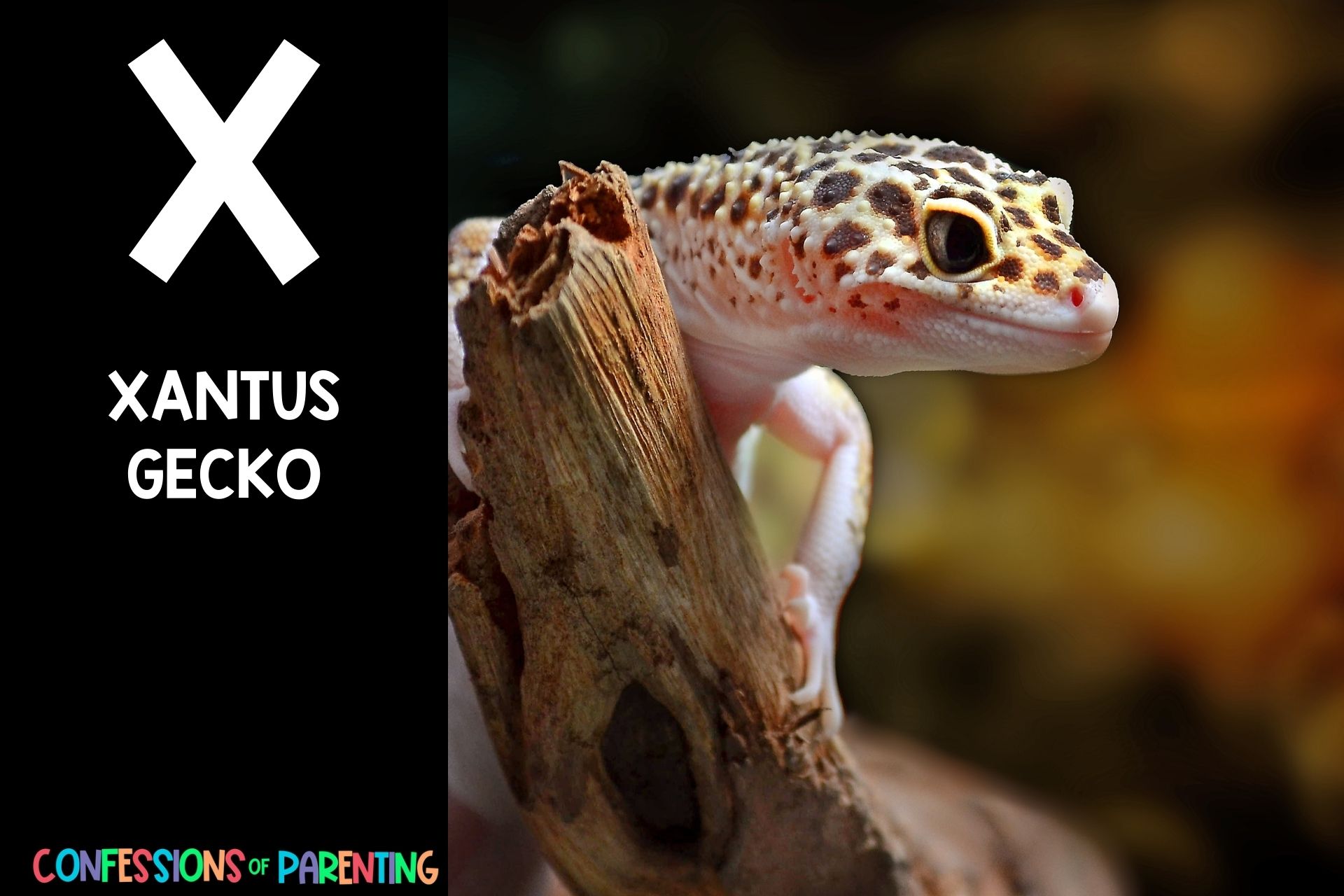 24 Xcellent Animals That Start With X