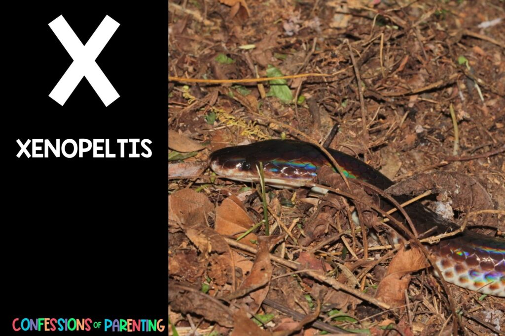 in post image with black background, bold white "X", name of animal and an image of a xenopeltis