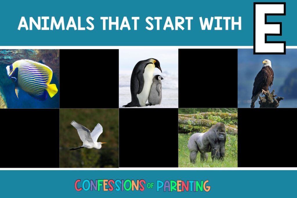 featured image with teal background, bold white title that says "Animals that start with E" and images of animals that start with E