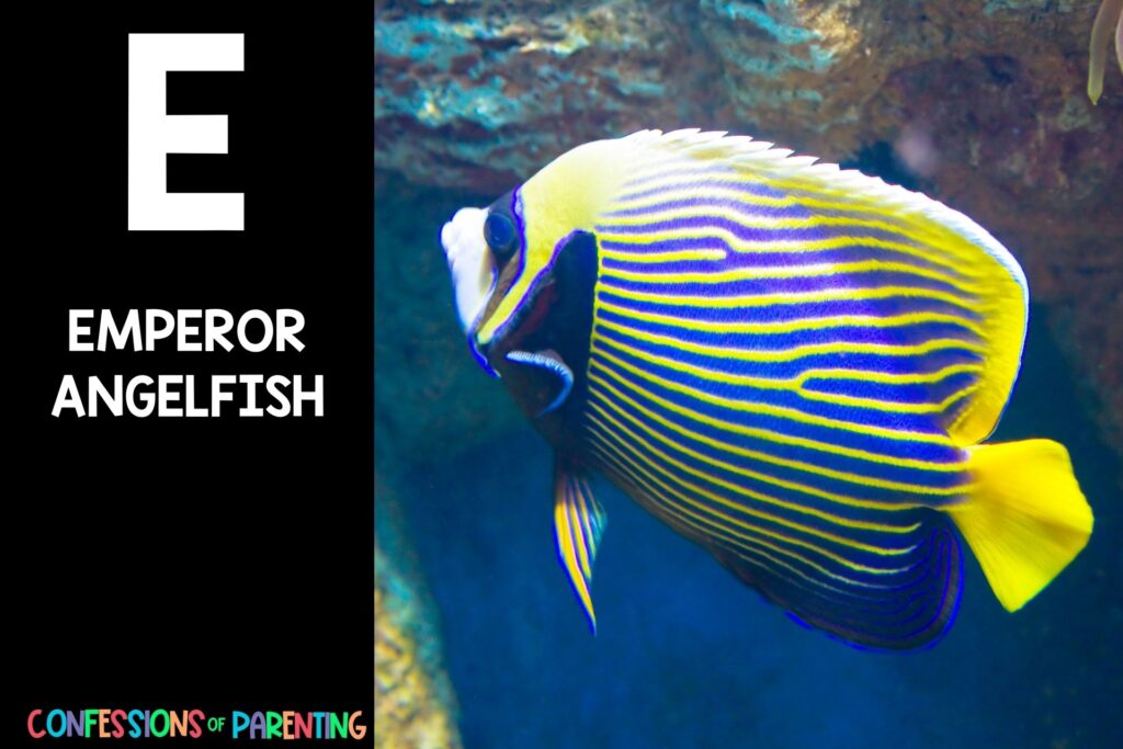 in post image with black background, large letter E, name of an animal that starts with an E and an image of an emperor angelfish