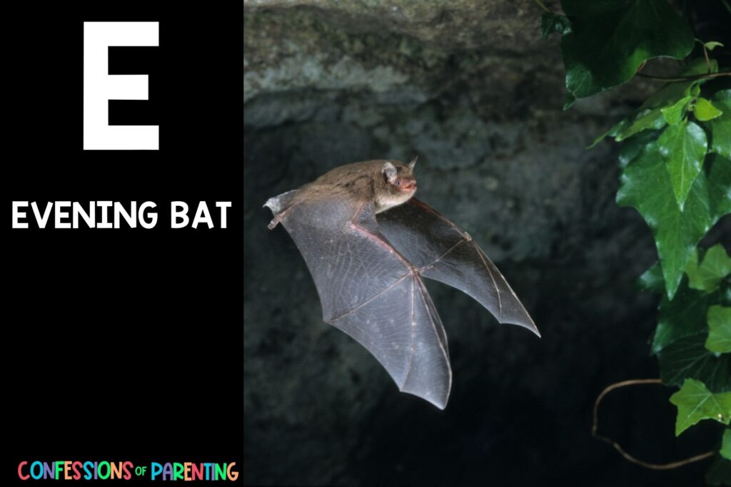 in post image with black background, large letter E, name of an animal that starts with an E and an image of an evening bat