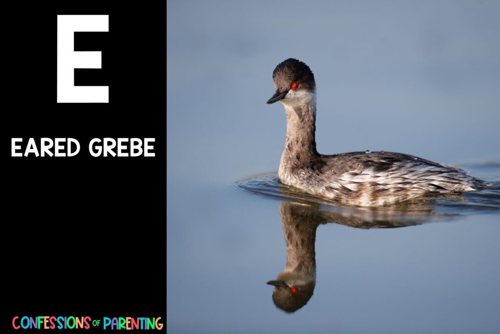 in post image with black background, large letter E, name of an animal that starts with an E and an image of an eared grebe