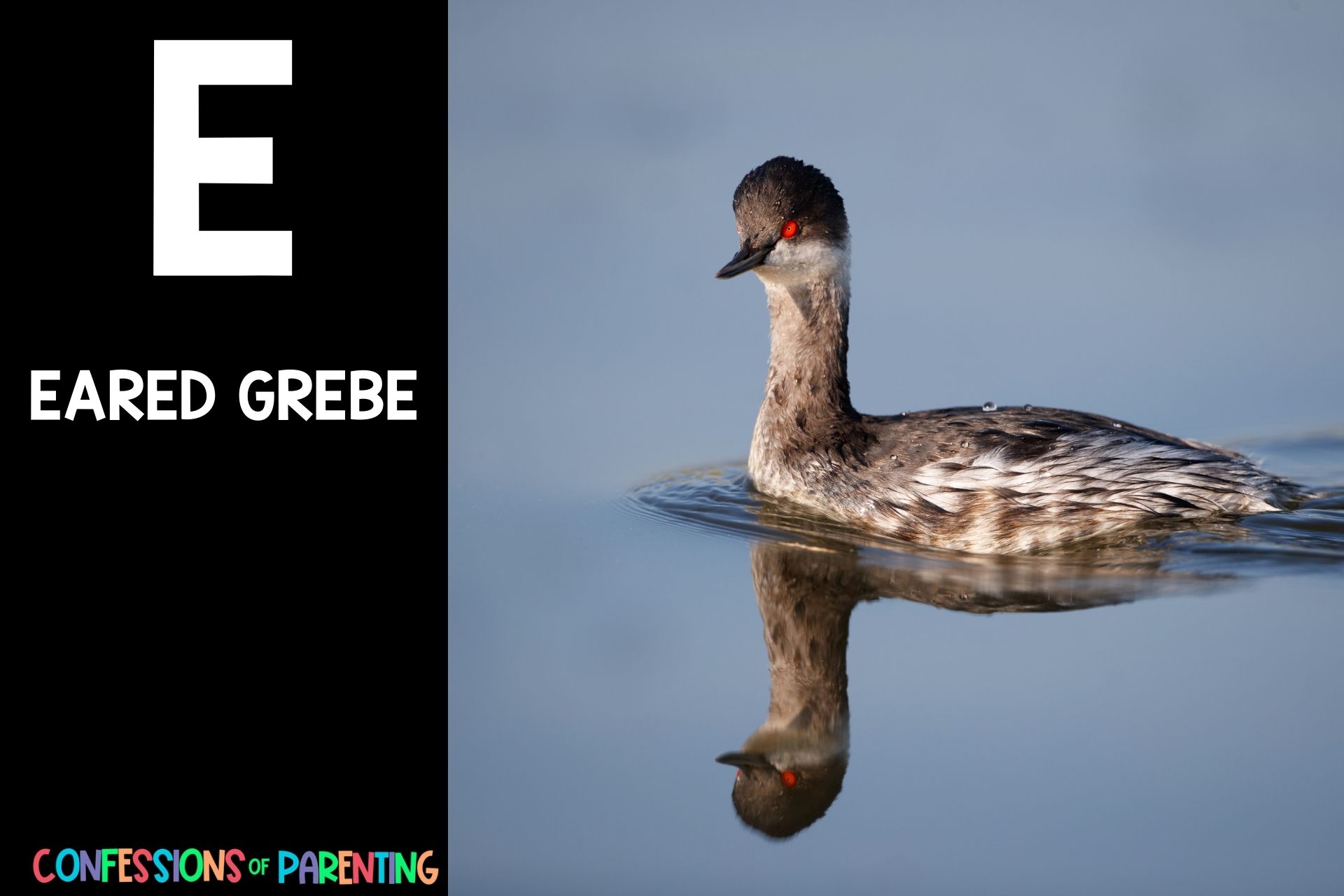 115 Exciting Animals That Start With E