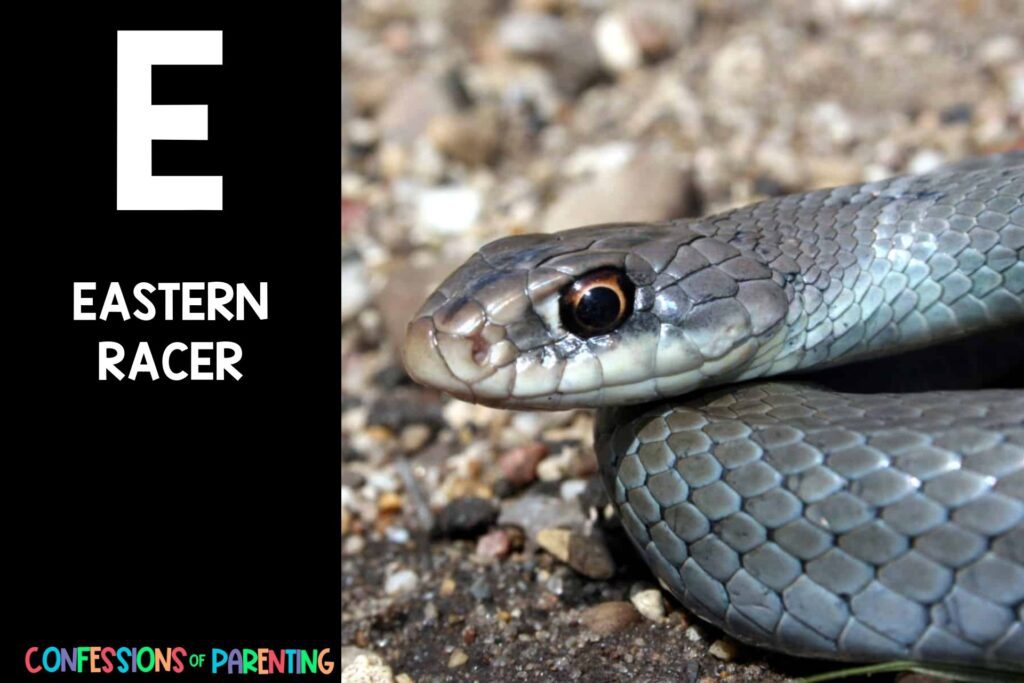 in post image with black background, large letter E, name of an animal that starts with an E and an image of an eastern racer