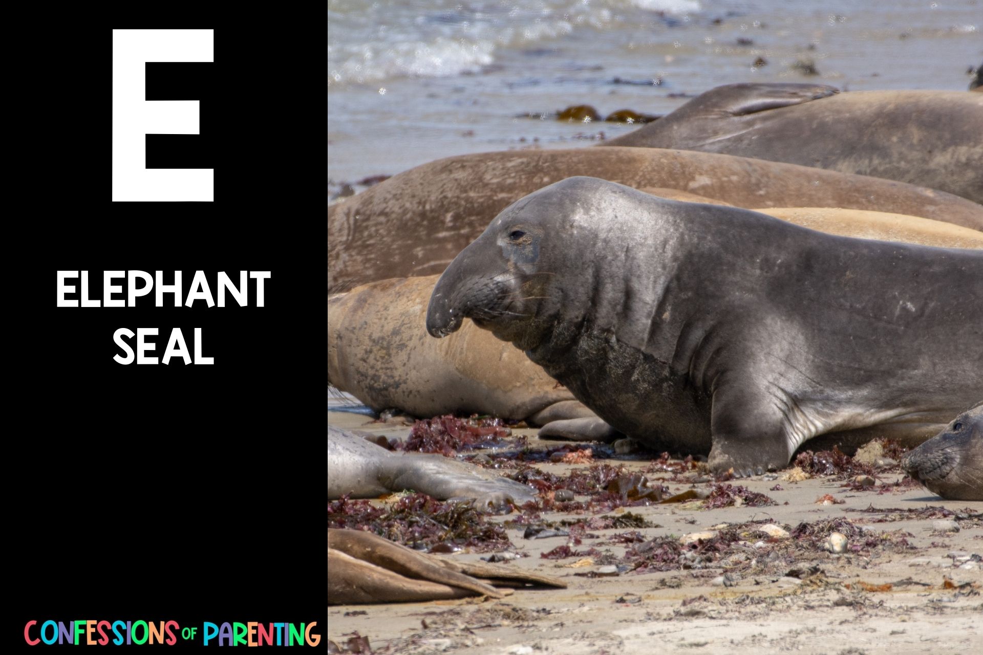 115 Exciting Animals That Start With E