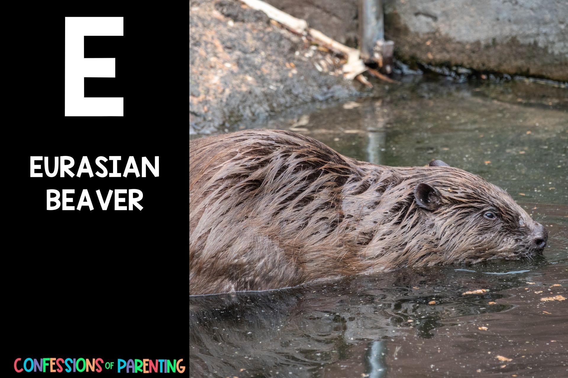 115 Exciting Animals That Start With E