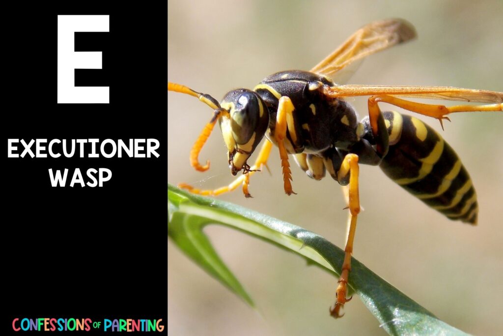 in post image with black background, large letter E, name of an animal that starts with an E and an image of an executioner wasp