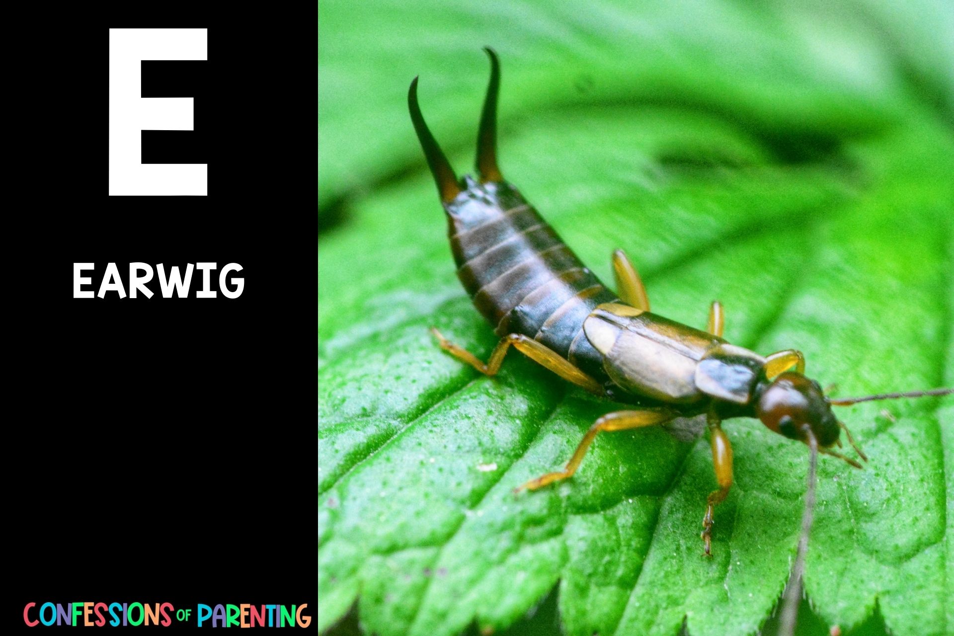115 Exciting Animals That Start With E