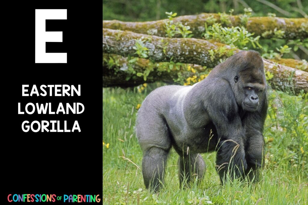 in post image with black background, large letter E, name of an animal that starts with an E and an image of an eastern lowland gorilla