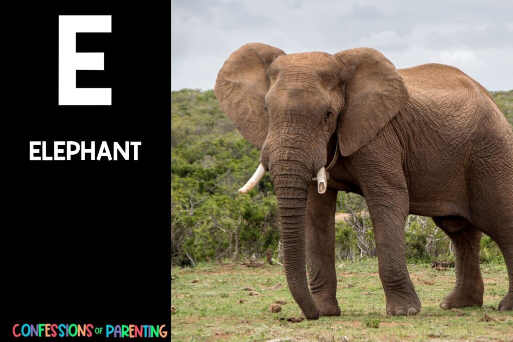 in post image with black background, large letter E, name of an animal that starts with an E and an image of an elephant