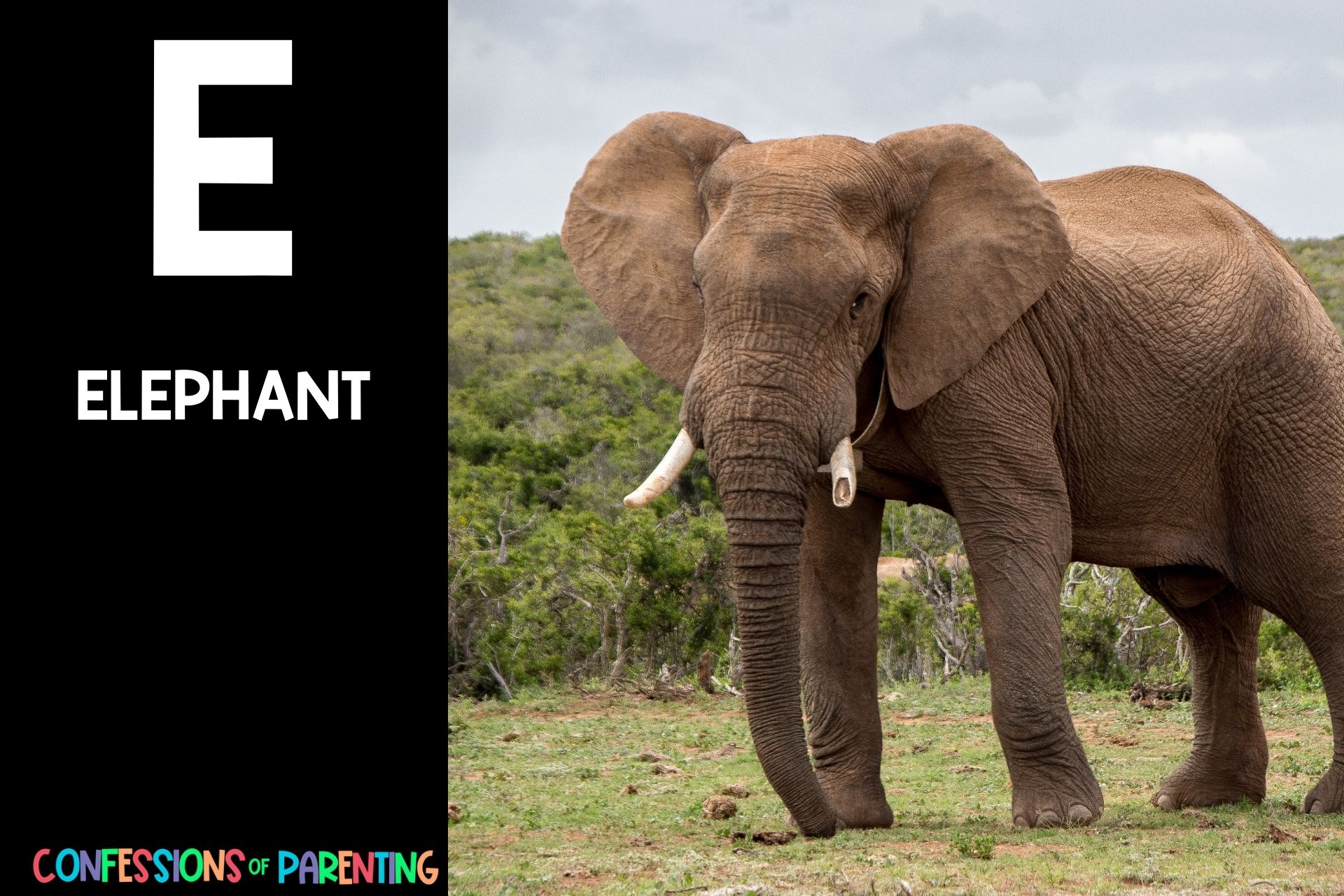 115 Exciting Animals That Start With E