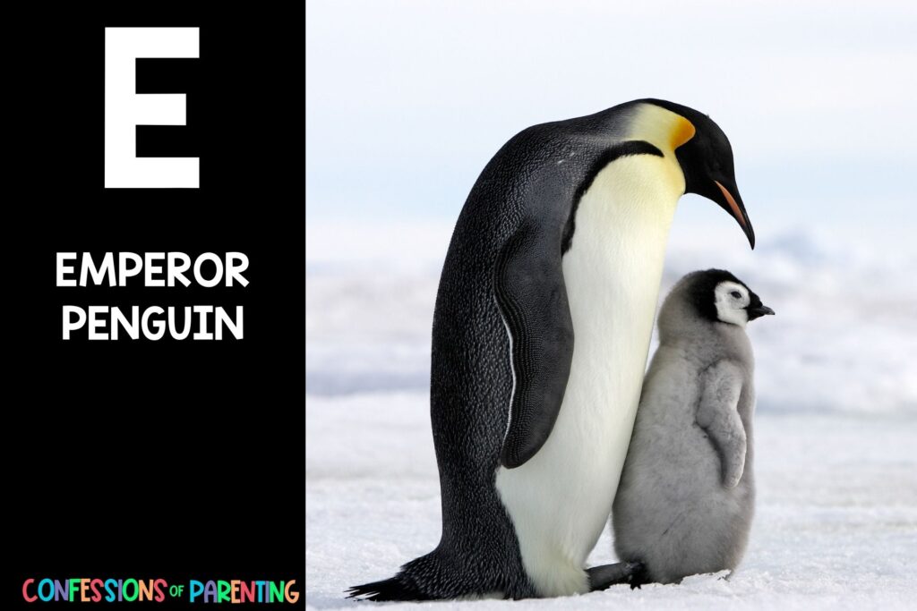 in post image with black background, large letter E, name of an animal that starts with an E and an image of an emperor penguin