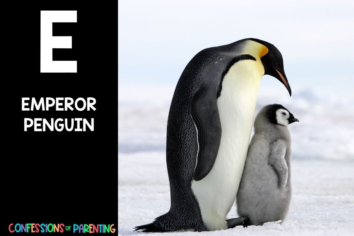 115 Exciting Animals That Start With E