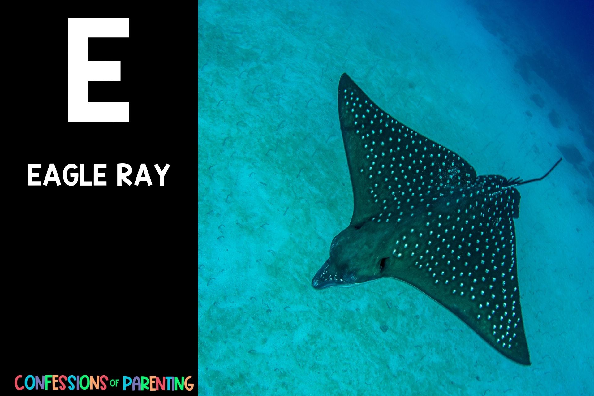 115 Exciting Animals That Start With E