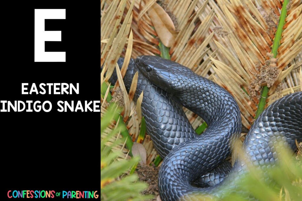 in post image with black background, large letter E, name of an animal that starts with an E and an image of an eastern indigo snake