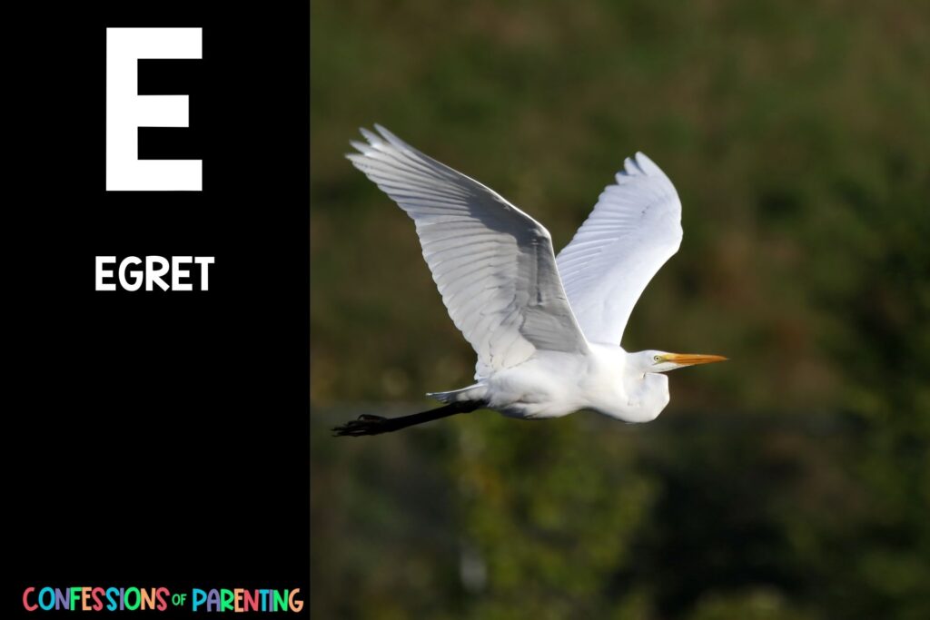 in post image with black background, large letter E, name of an animal that starts with an E and an image of an egret