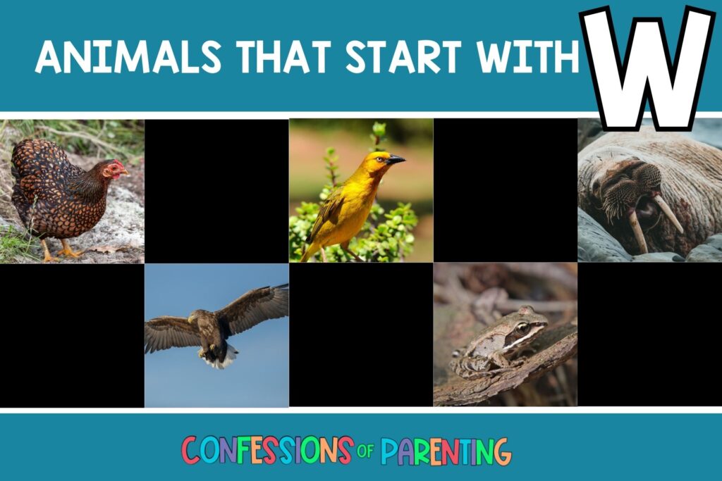 featured image with teal background, bold white title that says "Animals that start with W" and images of animals that start with W