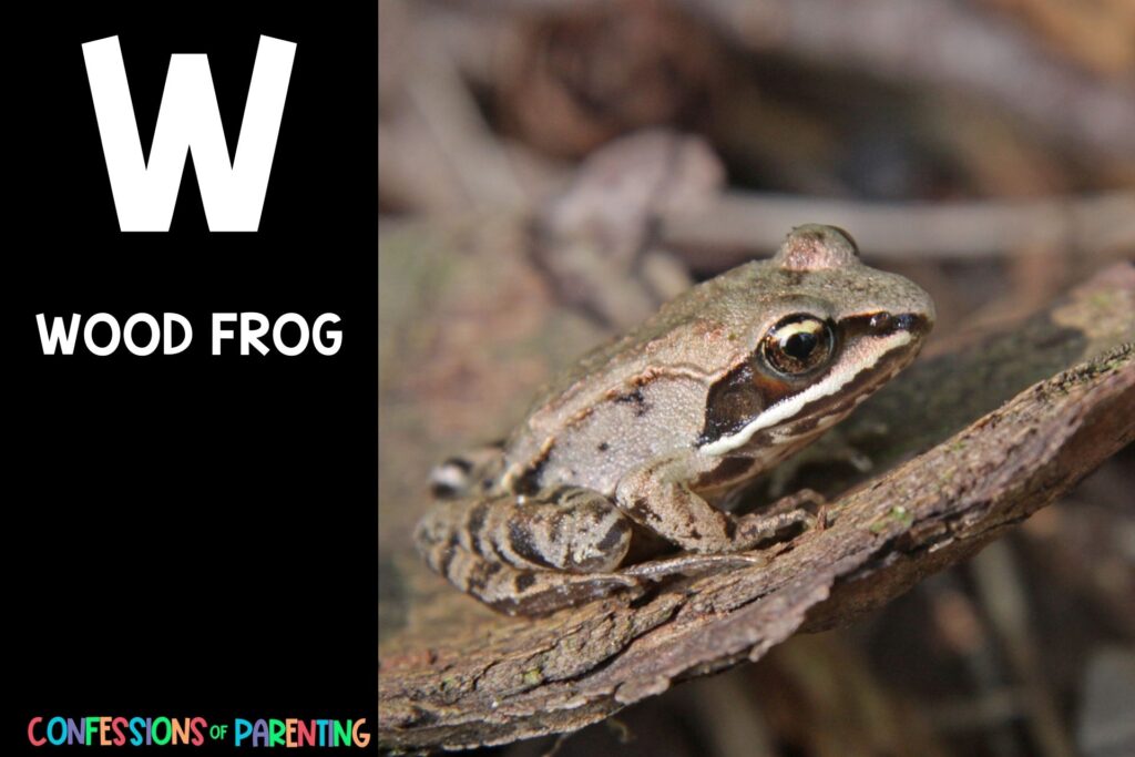 in post image with black background, bold letter W, name of animal that starts with W and an image of a wood frog