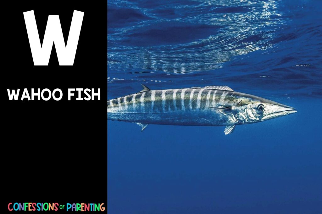 in post image with black background, bold letter W, name of animal that starts with W and an image of a wahoo fish
