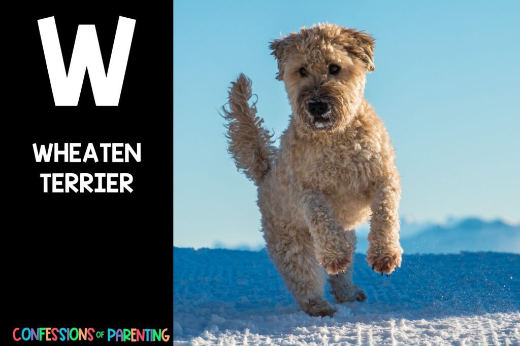in post image with black background, bold letter W, name of animal that starts with W and an image of a wheaten terrier
