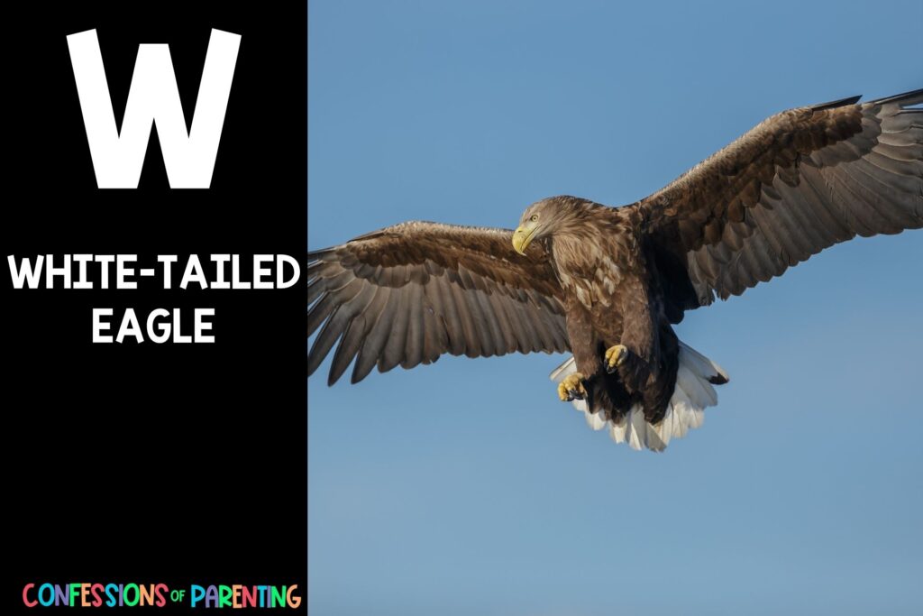 in post image with black background, bold letter W, name of animal that starts with W and an image of a white-tailed eagle