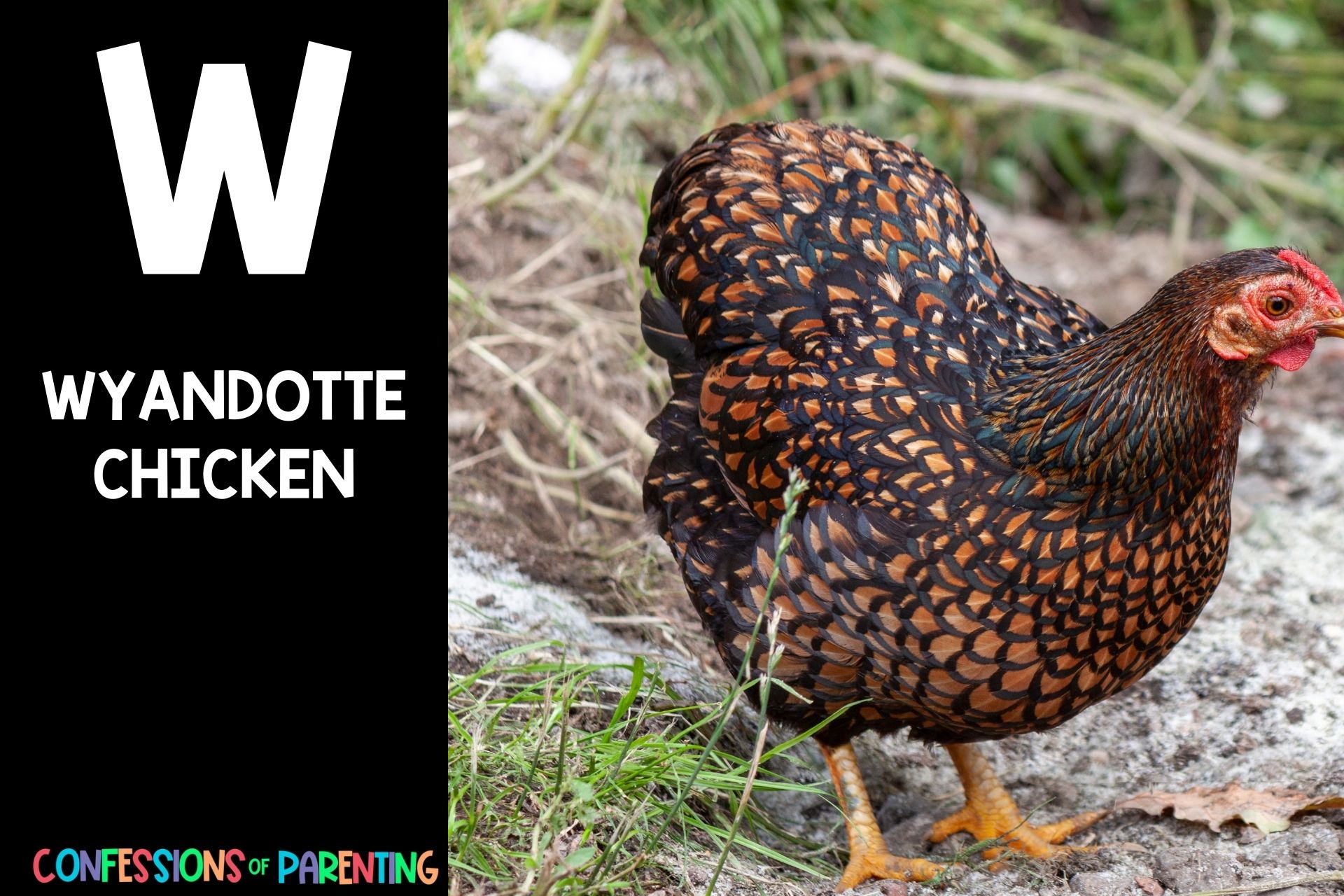 98 Wonderful Animals that Start with W