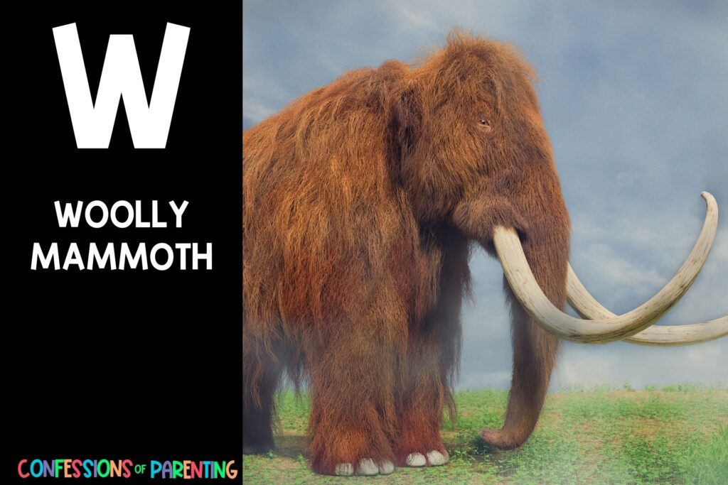 in post image with black background, bold letter W, name of animal that starts with W and an image of a wooly mammoth