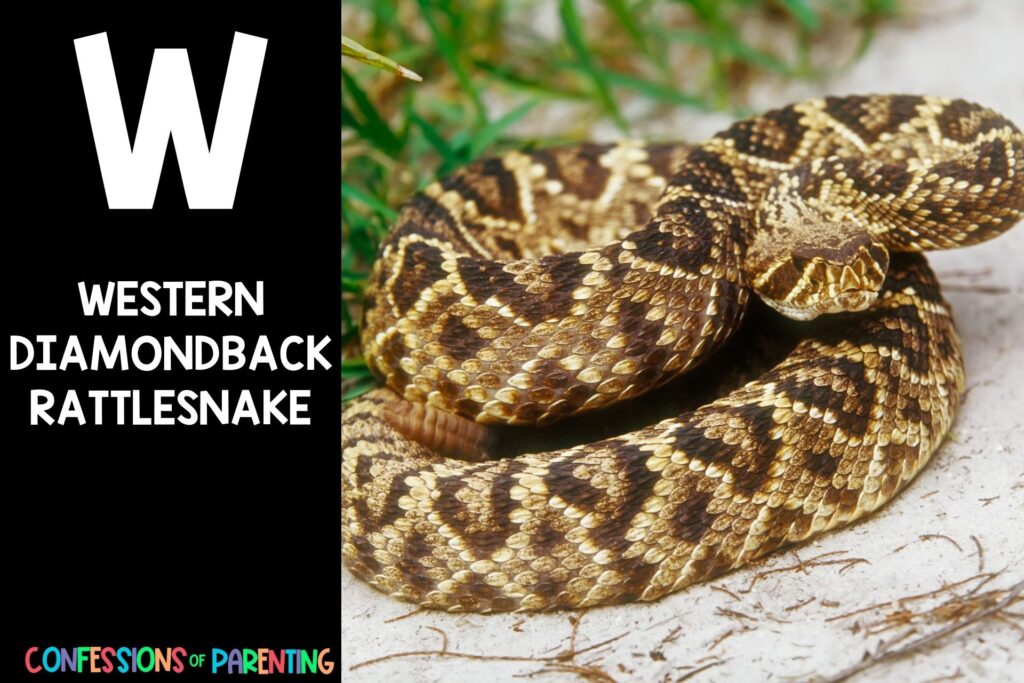 in post image with black background, bold letter W, name of animal that starts with W and an image of a western diamondback rattlesnake