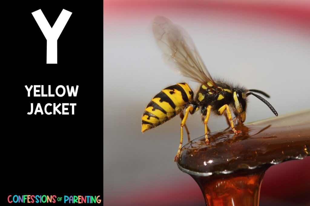 in post image with black background, bold white Y, name of animal that starts with Y and an image of a yellow jacket