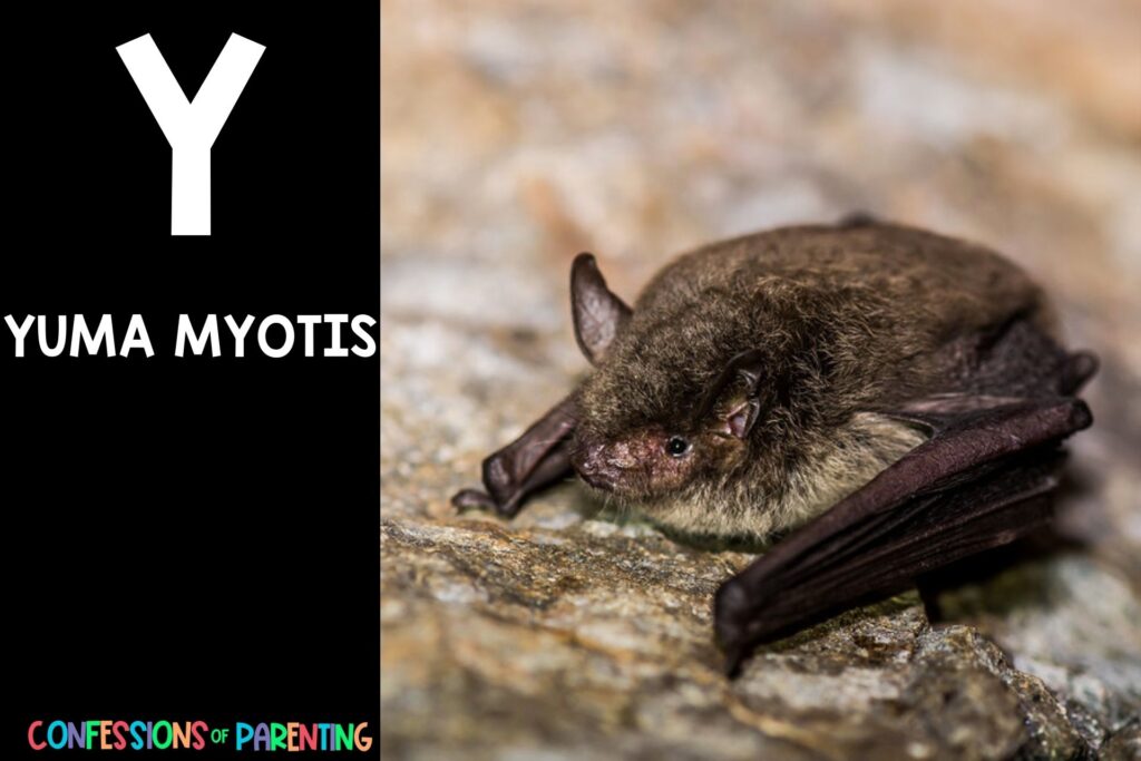in post image with black background, bold white Y, name of animal that starts with Y and an image of a yuma myotis