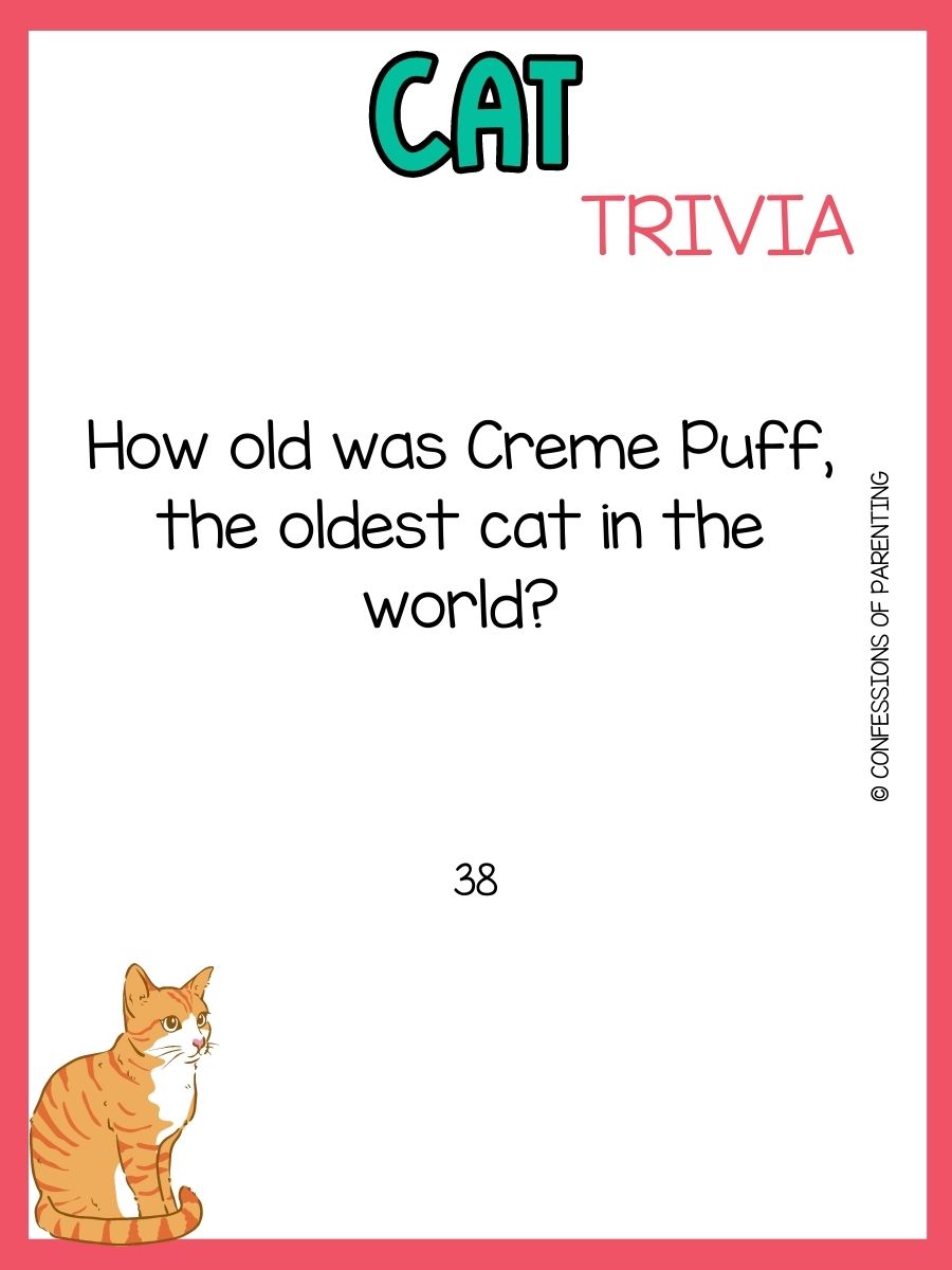 50 Purrfect Cat Trivia Questions and Answers