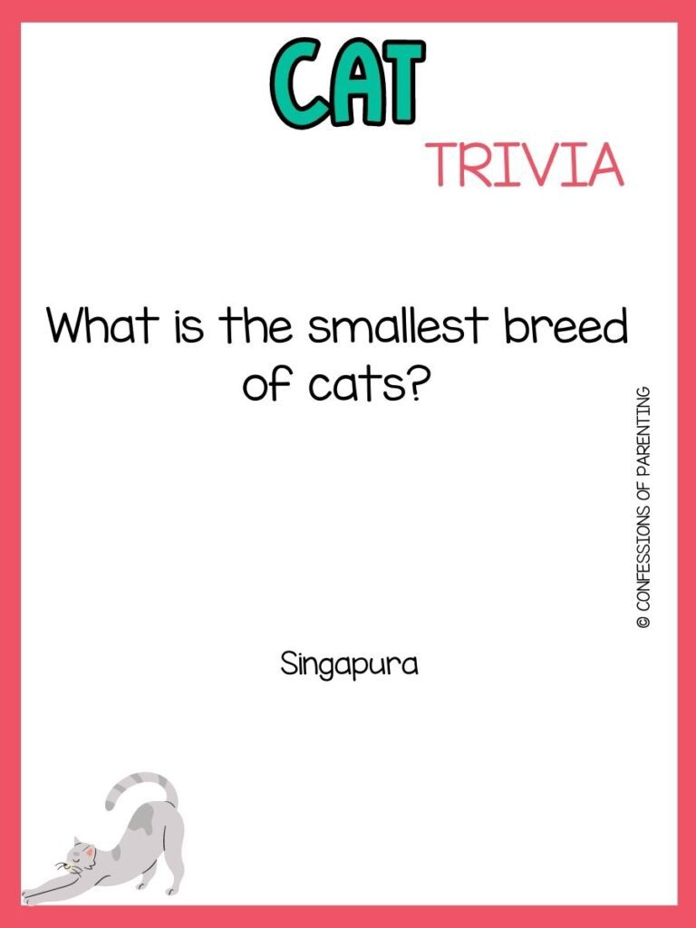 in post image with white background, coral border, teal title that says "Cat trivia", text of a cat trivia question and an image of a cat