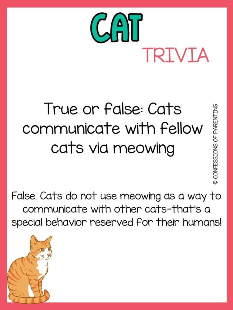 50 Purrfect Cat Trivia Questions and Answers