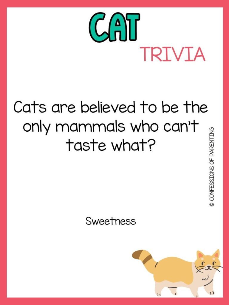 50 Purrfect Cat Trivia Questions and Answers