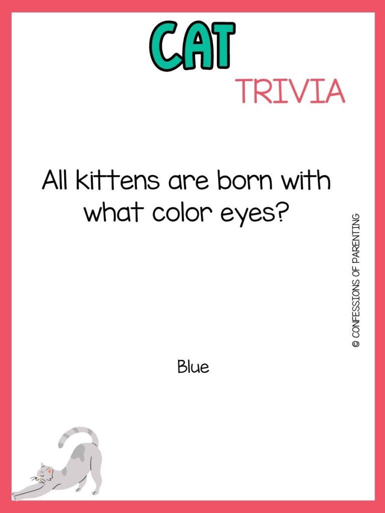 in post image with white background, coral border, teal title that says "Cat trivia", text of a cat trivia question and an image of a cat