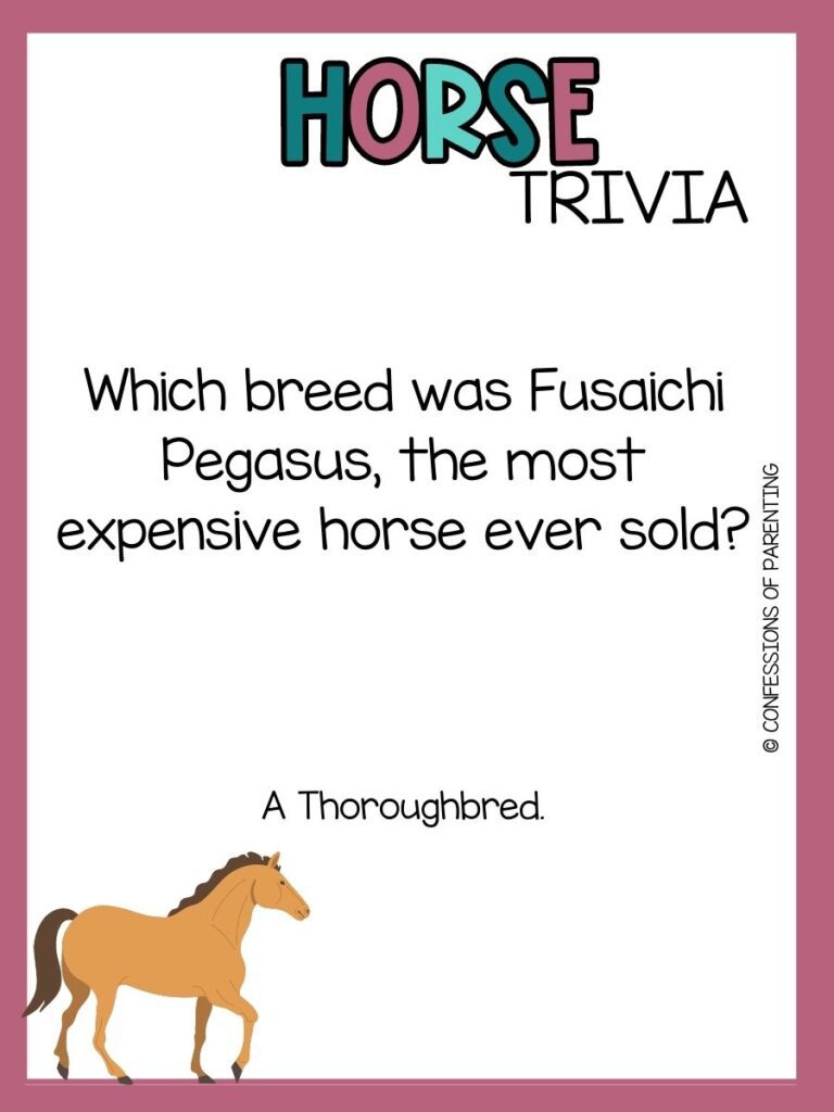 in post image with white background, mauve border, bold title that says "Horse Trivia", text of horse trivia question and an image of a horse