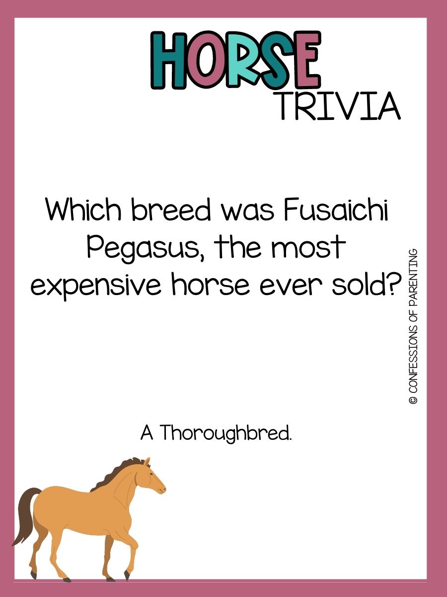 98 Horse Trivia Questions and Answers Perfect for Your Little Equestrian