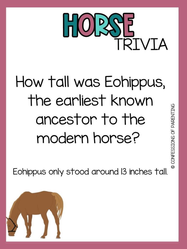 in post image with white background, mauve border, bold title that says "Horse Trivia", text of horse trivia question and an image of a horse