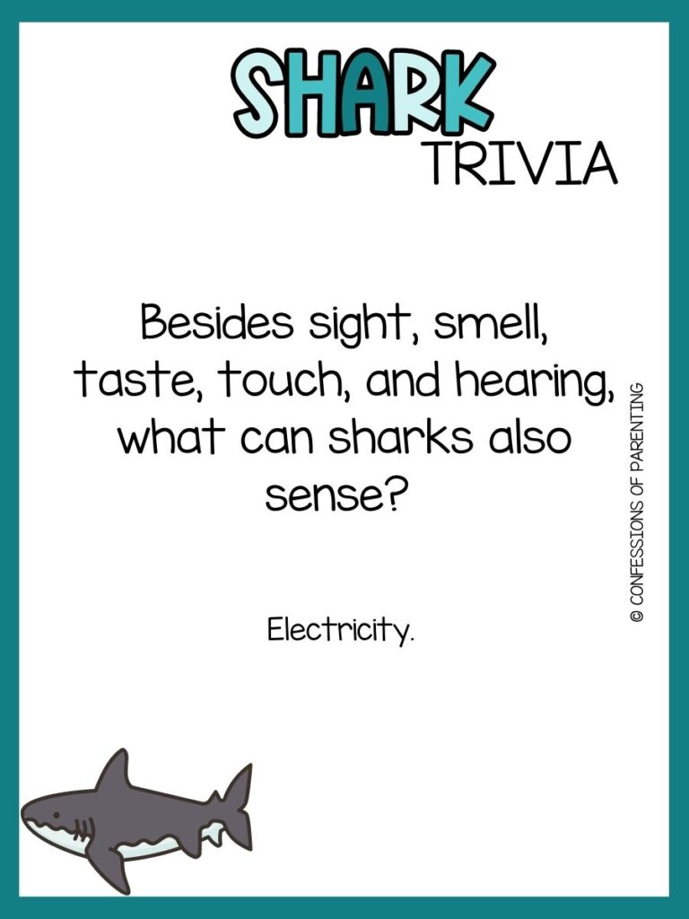 in post image with white background, teal border, bold blue title that says "Shark Trivia", text of a trivia question, and an image of a shark