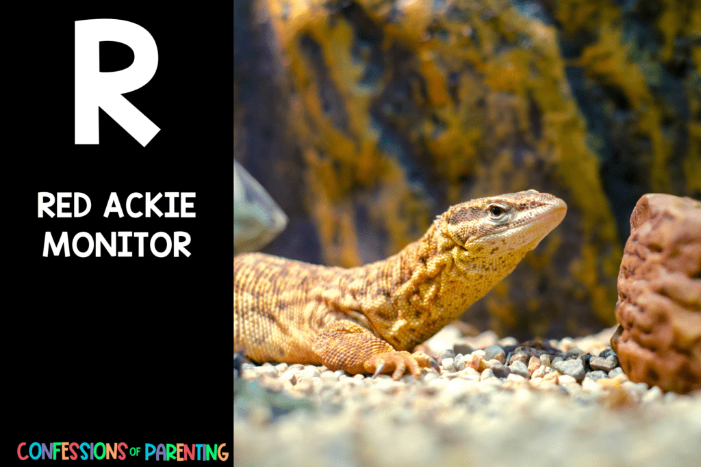 in post image with black background, bold letter R, name of an animal that starts with R, and an image of a red ackie monitor