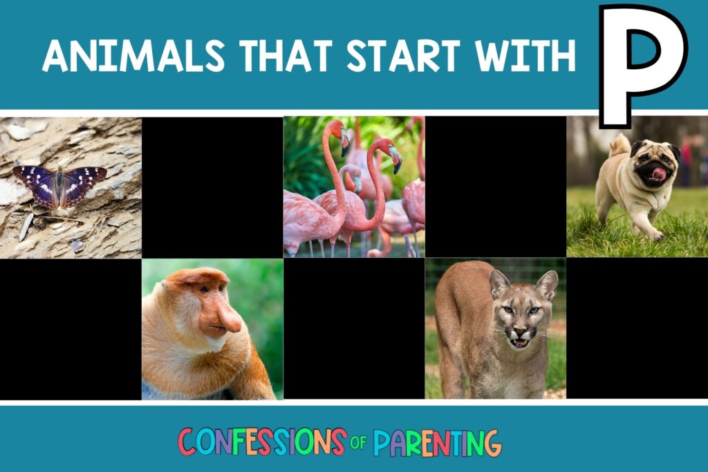 featured image with teal background, bold white title that says "Animals That Start with P" and images of animals that start with P