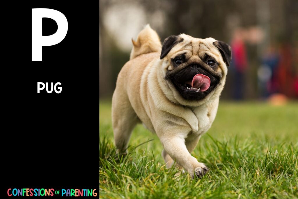 in post image with black background, bold white letter P, name of an animal that starts with P, and an image of a pug